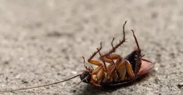 Descubra as Melhores Dedetizadoras em Brasília Agora!